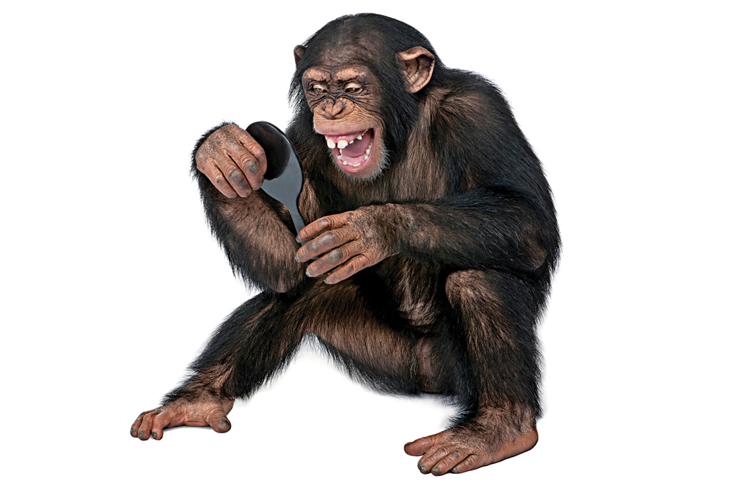 <strong>PRIMATAS TECH – Macacos fabricam as próprias ferramentas e são hábeis negociadores.</strong>