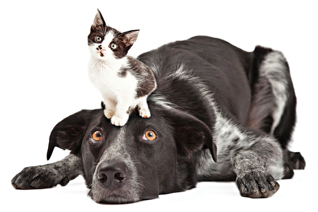 um gatinho em cima de um cachorro