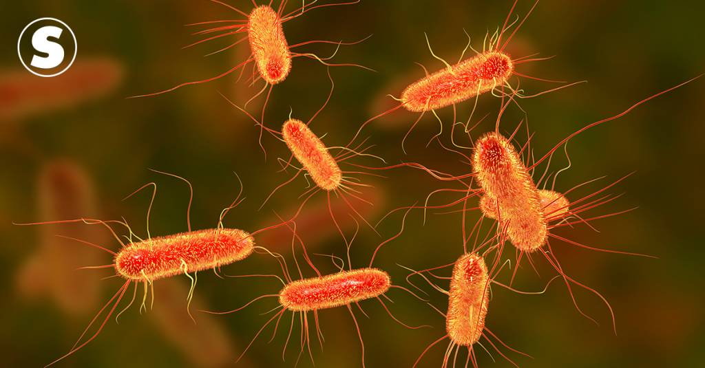 Bactérias E.coli "gritam" quando morrem