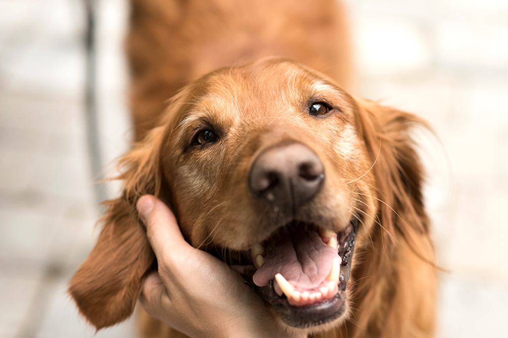 Cães preferem o rosto de outros cães aos de humanos
