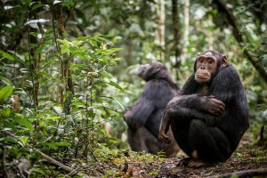 Primeira evidência de chimpanzés com dificuldades para fazer amigos após vida adulta