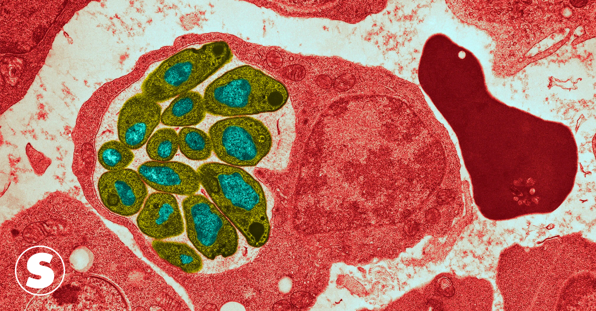 Először látható, hogyan hatol a sejtbe a malária kórokozója