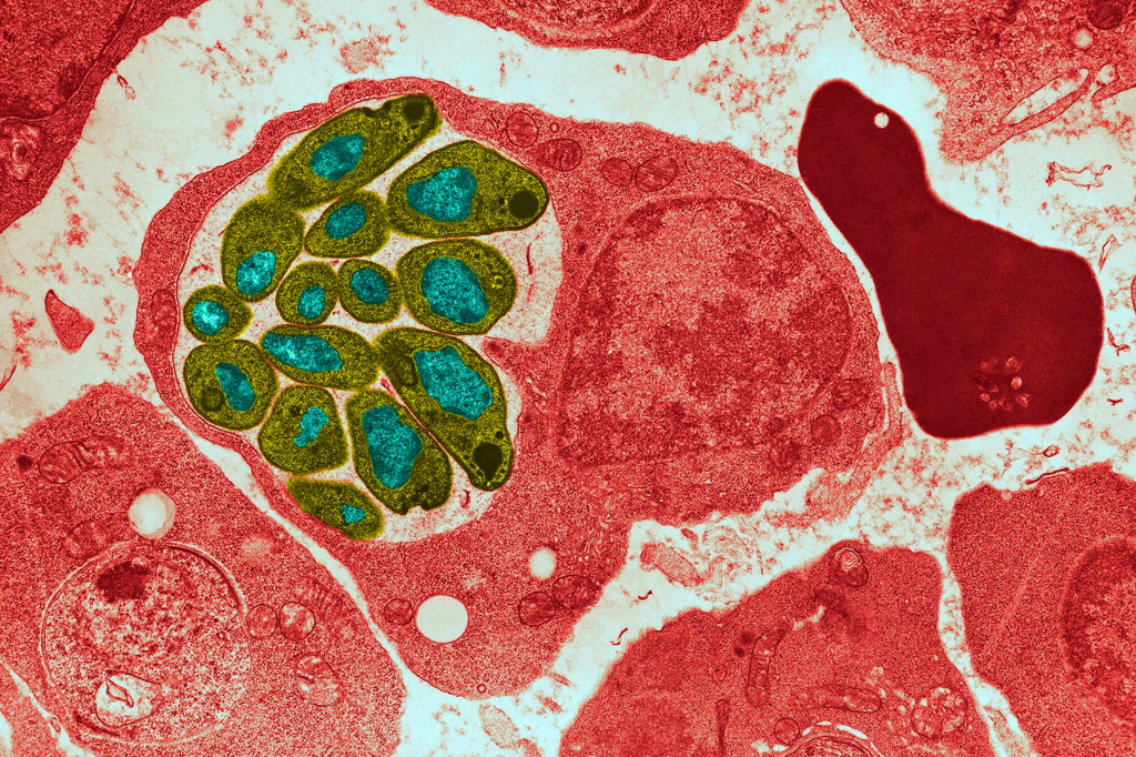 Nos períodos de seca, parasita da malária se esconde no sangue de hospedeiros