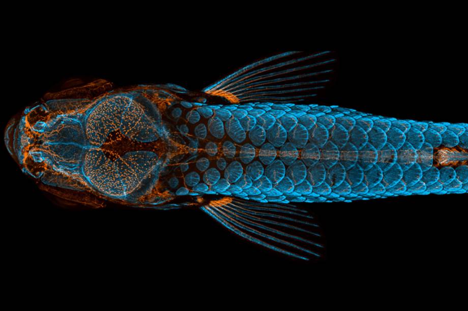 1º lugar: Em laranja, o sistema linfático. Em azul, as escamas do dorso de um jovem peixe-zebra. 1º lugar: Em laranja, o sistema linfático. Em azul, as escamas do dorso de um jovem peixe-zebra.
