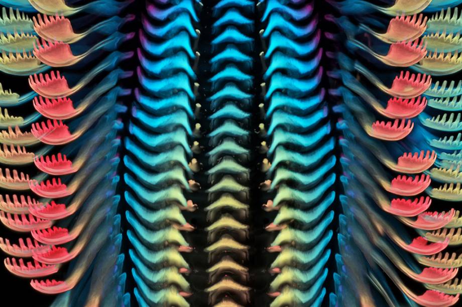 3º lugar: A rádula – estrutura raspadora que serve como a língua de moluscos – de um caramujo de água doce, ampliada 40 vezes. 3º lugar: A rádula – estrutura raspadora que serve como a língua de moluscos – de um caramujo de água doce, ampliada 40 vezes.