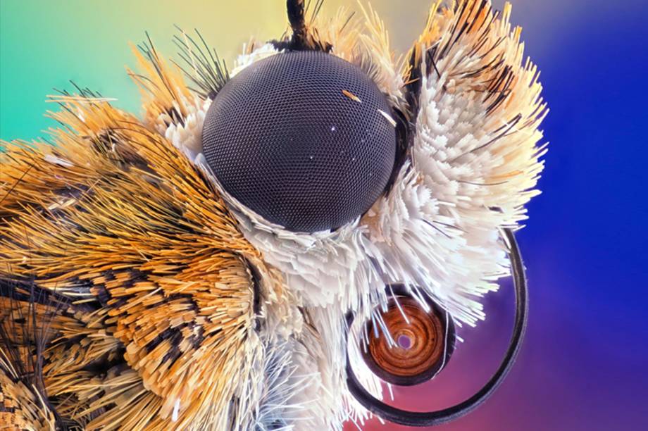 5º lugar: Um close da Agrotis infusa, espécie de traça nativa de Austrália e Nova Zelândia. 5º lugar: Um close da Agrotis infusa, espécie de traça nativa de Austrália e Nova Zelândia.