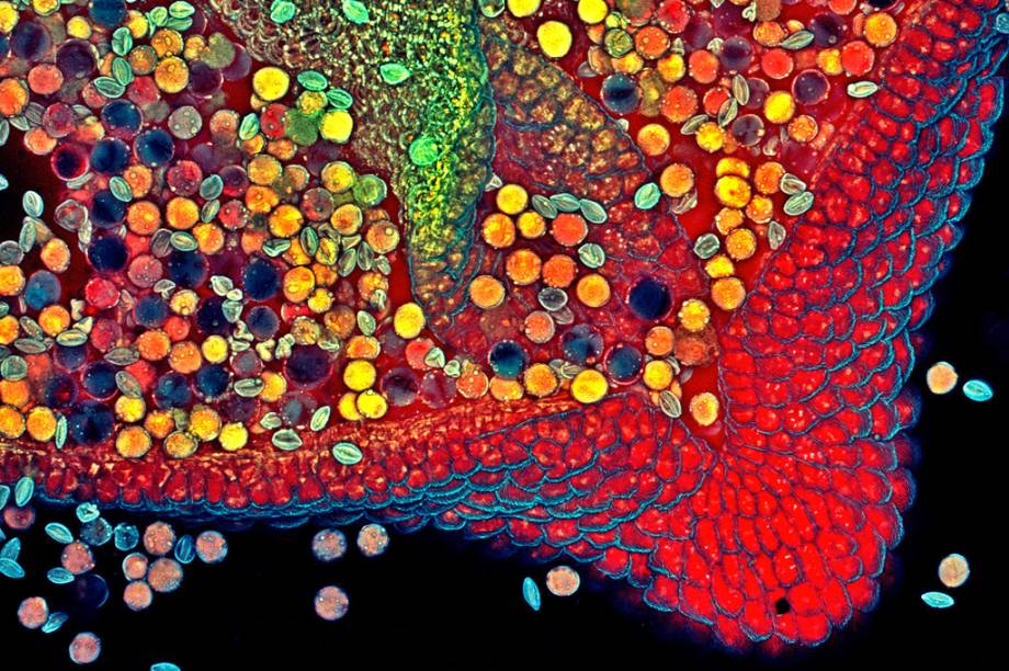 6º lugar: Antera (estrutura onde é produzido o pólen de uma planta) de uma hebe – vegetação nativa da Oceania. 6º lugar: Antera (estrutura onde é produzido o pólen de uma planta) de uma hebe – vegetação nativa da Oceania.