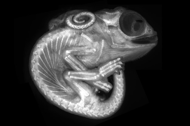 8º lugar: Um embrião de camaleão, aumentando 10 vezes.