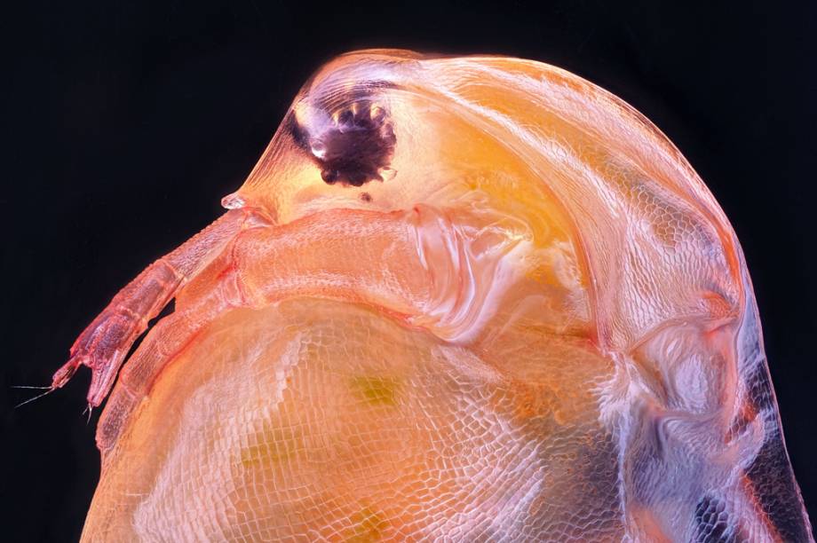 10º lugar: O pequeno crustáceo de água-doce Daphnia magna, ampliado 10 vezes. 10º lugar: O pequeno crustáceo de água-doce Daphnia magna, ampliado 10 vezes.