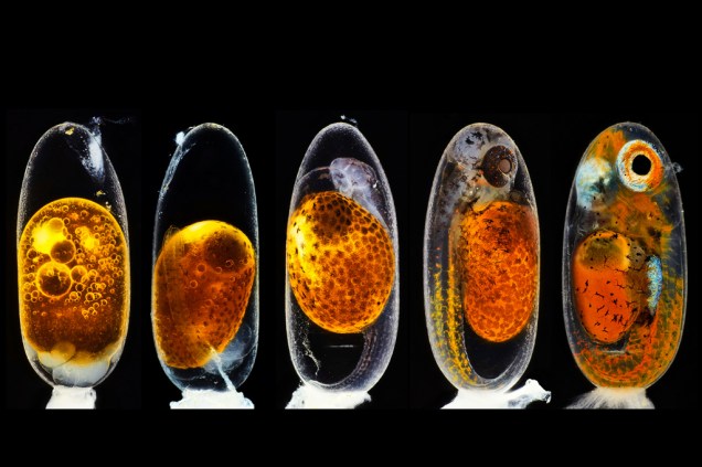 2º lugar: O desenvolvimento embrionário de um peixe-palhaço (Amphiprion percula): dias 1, 3, 5 e 9