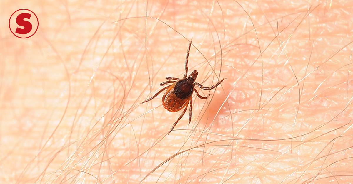 Qual carrapato transmite doença em cachorro Clearance
