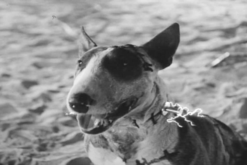 A imagem em preto e branco mostra um cachorro com cicatrizes semelhantes ao do Frankstein.
