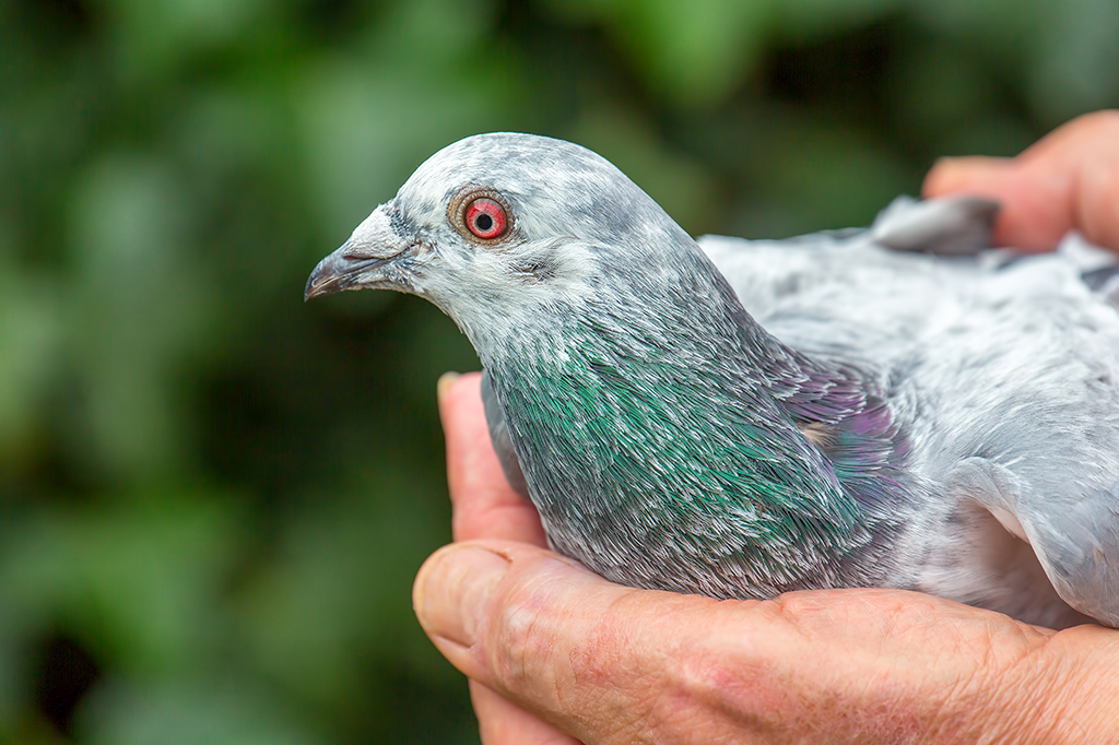 Por que algumas aves balançam a cabeça conforme andam?