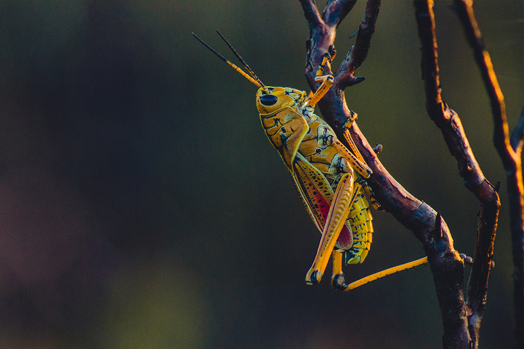 Zoom em um gafanhoto colorido, predominantemente amarelo, pendurado na vertical em galhos secos e finos. Fundo verde desfocado.