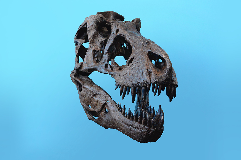 Crânio de um tiranossauro em um fundo azul.