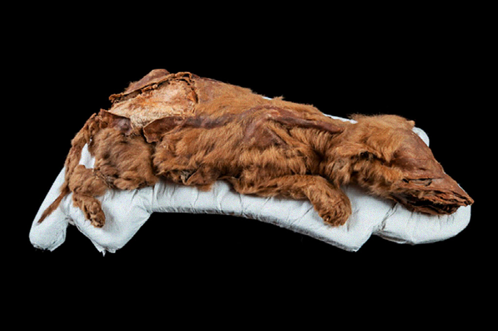 Filhote de lobo mumificado deitado como um cachorro.