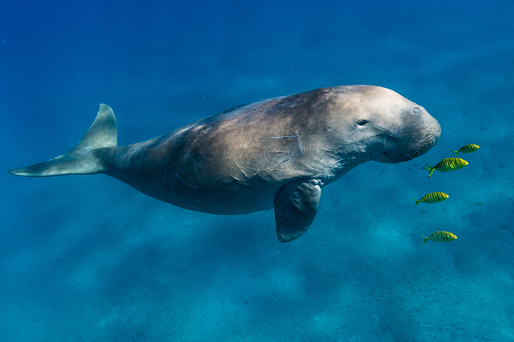 Foto de um dugongo nadando com alguns peixinhos amarelos. O dugongo é um mamífero marinho similar ao peixe-boi.