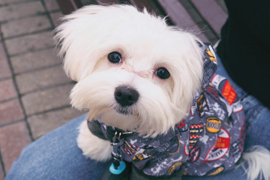 Cães provavelmente não nos entendem tanto como achamos, diz estudo