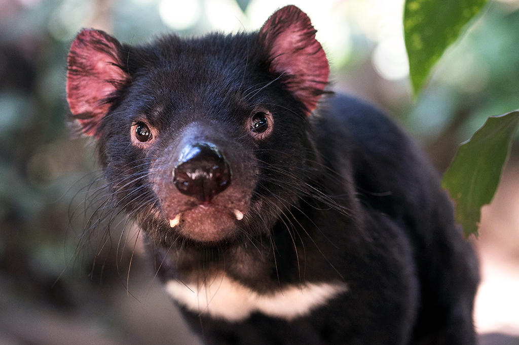 Foto frontal de um diabo-da-tasmânia.