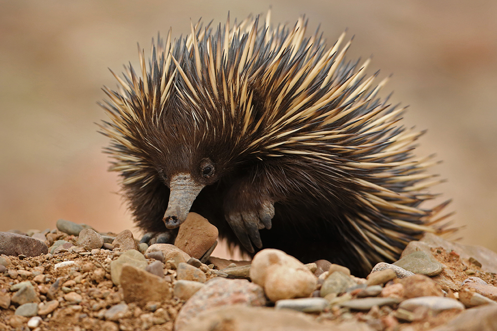 Existem mamíferos que põem ovos?