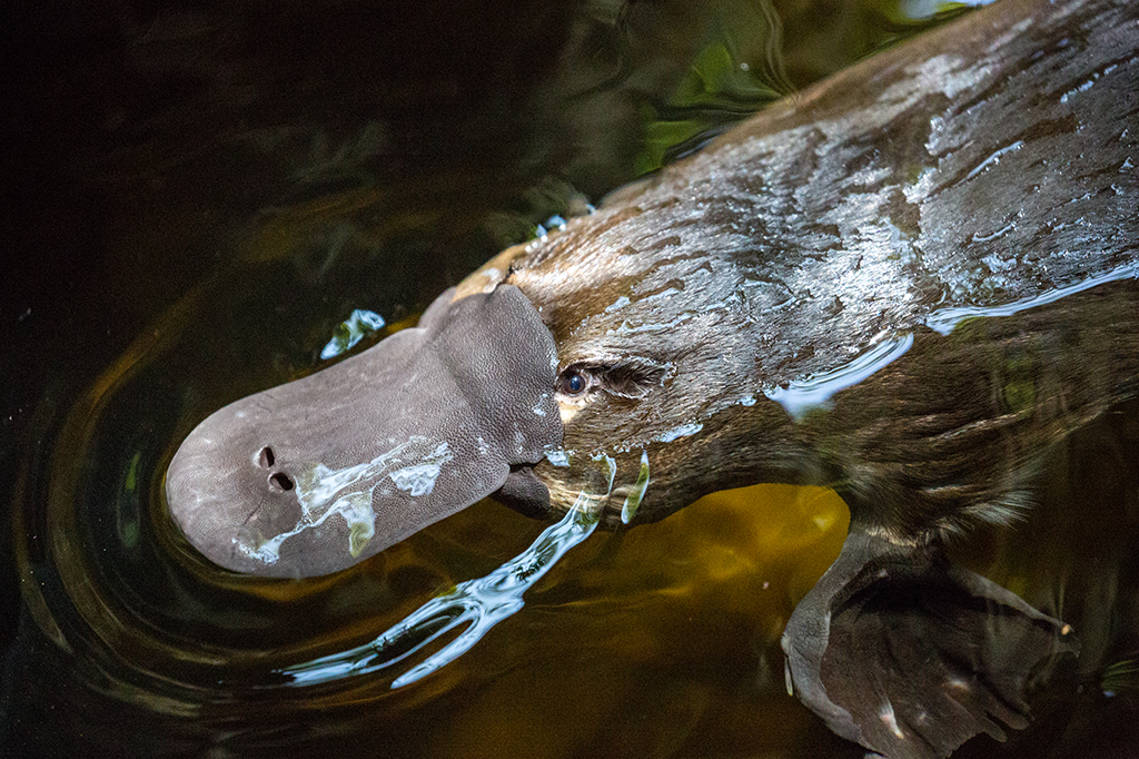 Foto de um ornitorrinco na água. Seu focinho é alongado, semelhante a um bico de pato.