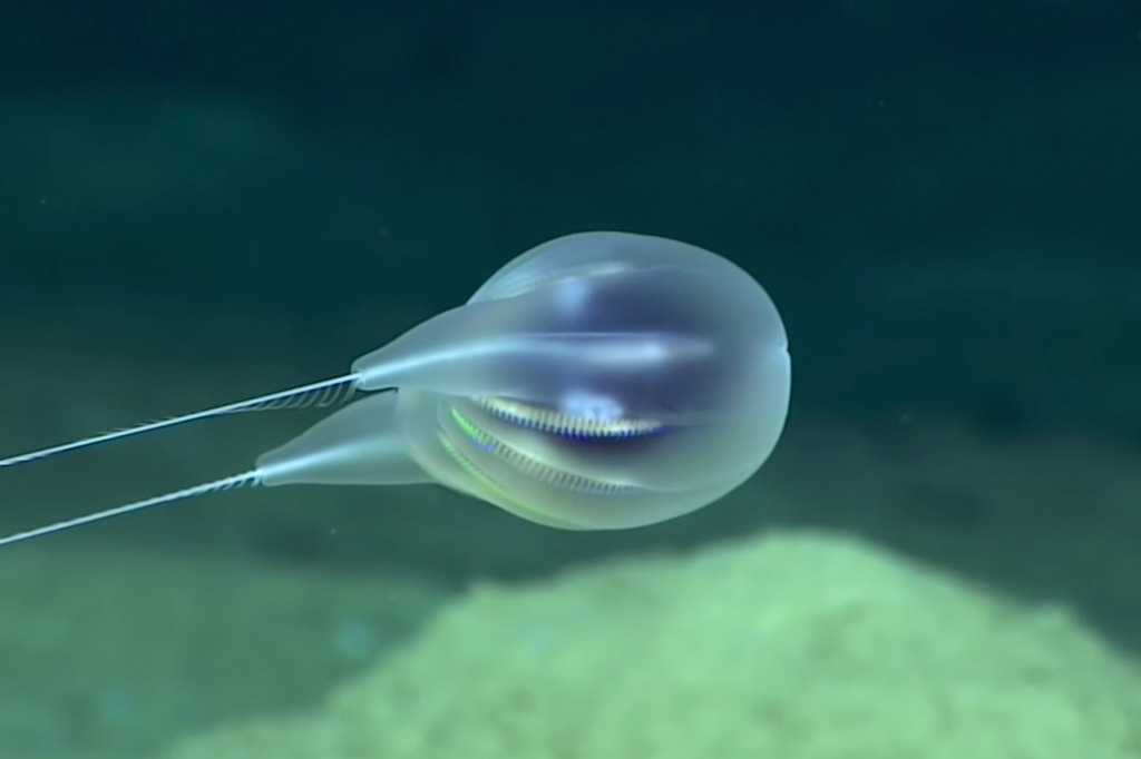 Cientistas descobrem nova espécie marinha usando apenas imagens de vídeo