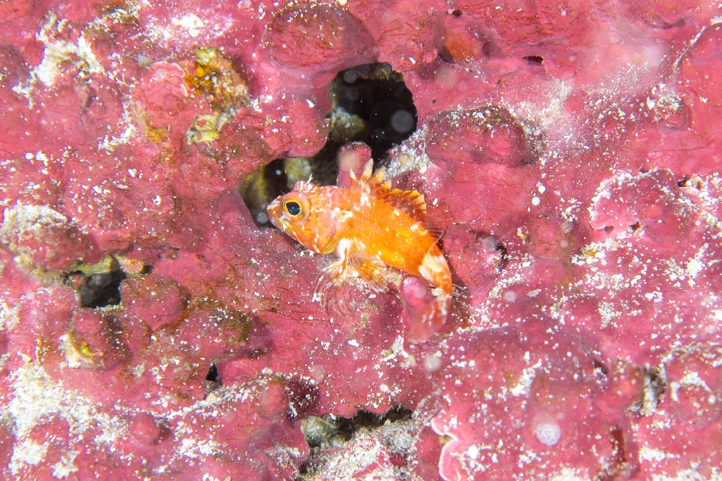 Peixe laranja rodeado por corais.