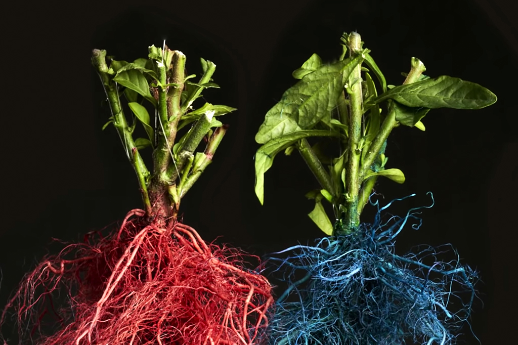 Este vídeo mostra como raízes de plantas competem por espaço