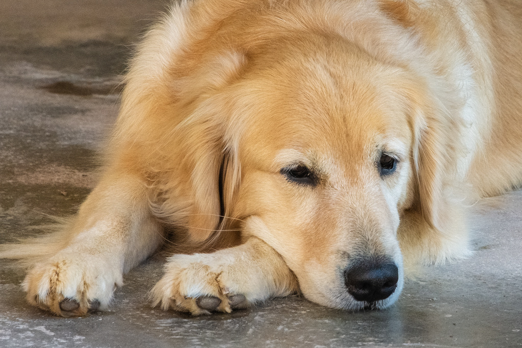Um close up de um golden retriever relaxando no chão.