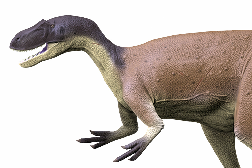 Megalossauro (Megalosaurus bucklandii)