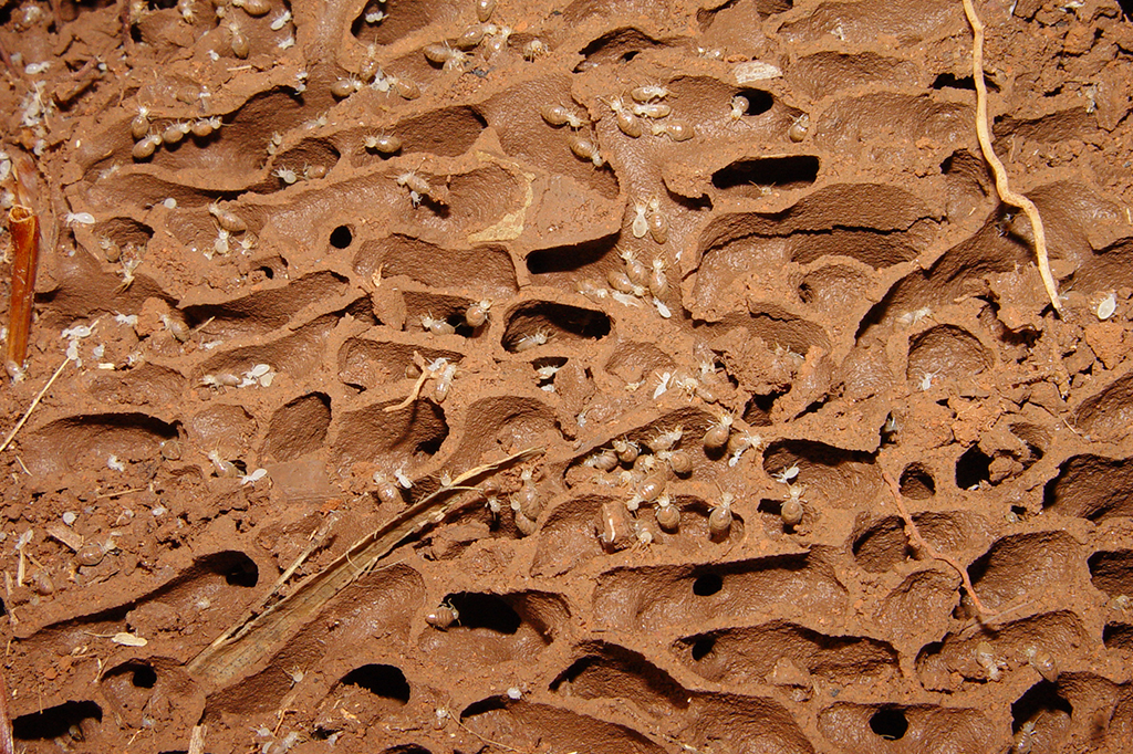 Os cupins desenvolveram a vacinação – e a praticam sem reclamar