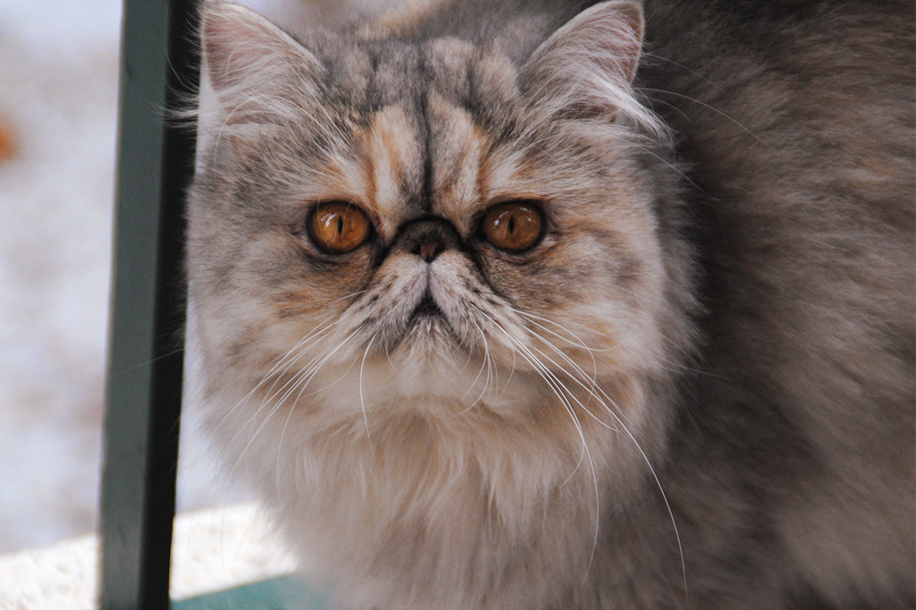 Gato persa cinza claro, com o rosto bege.