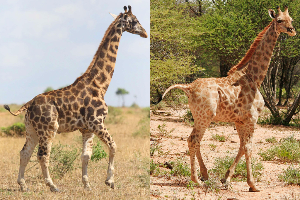 Montagem de duas fotos de girafas anãs.