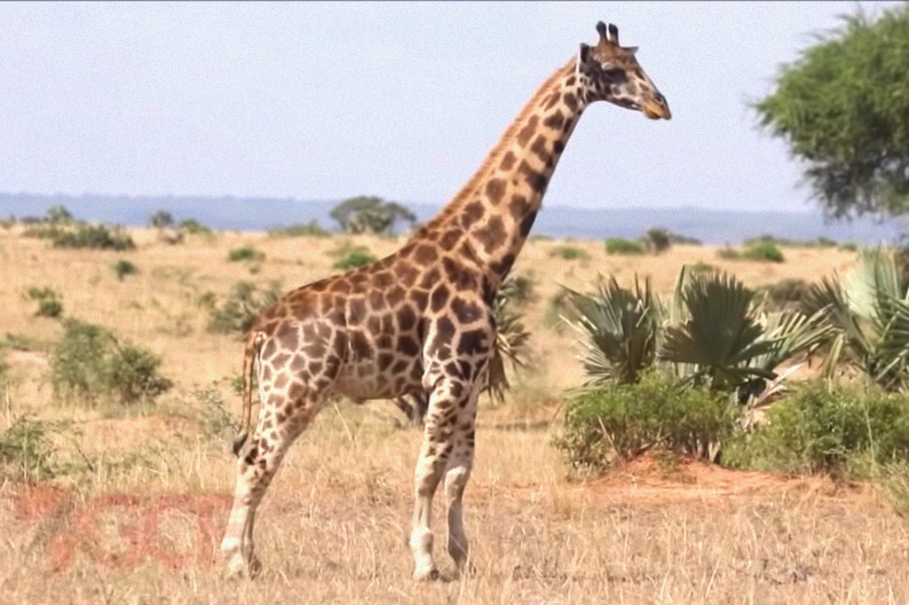 Captura de tela de um vídeo mostrando uma girafa anã na natureza.