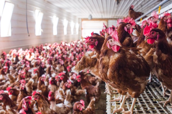 Índia abaterá milhares de aves após animais testarem positivo para gripe aviária