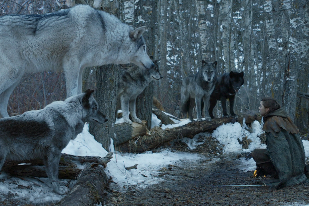 Personagem Arya Stark, de Game Of Thrones, agachada no canto direito da imagem e rodeada por 5 lobos gigantes.