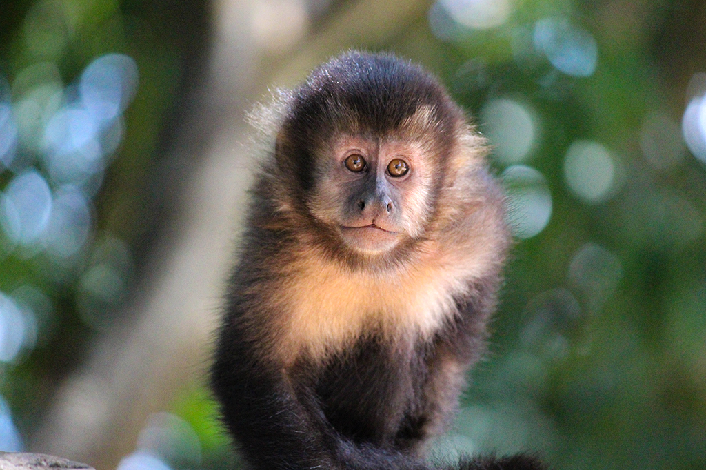 Na América, macacos daltônicos saíram na vantagem na seleção natural | Super