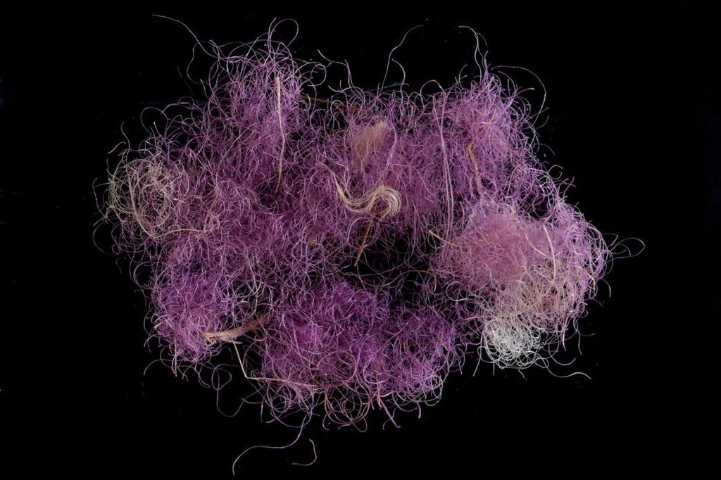 Fibras de lã tingidas com Púrpura Real.