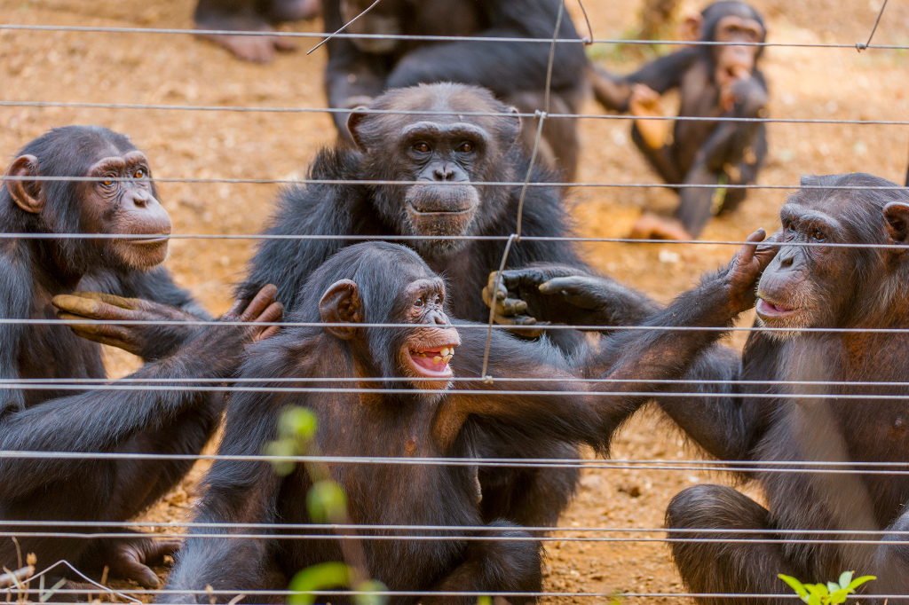 Chimpanzés no Santuário de Tacugama.