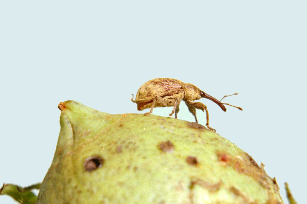Foto do inseto bicudo-do-algodoeiro, um besouro de coloração castanha.