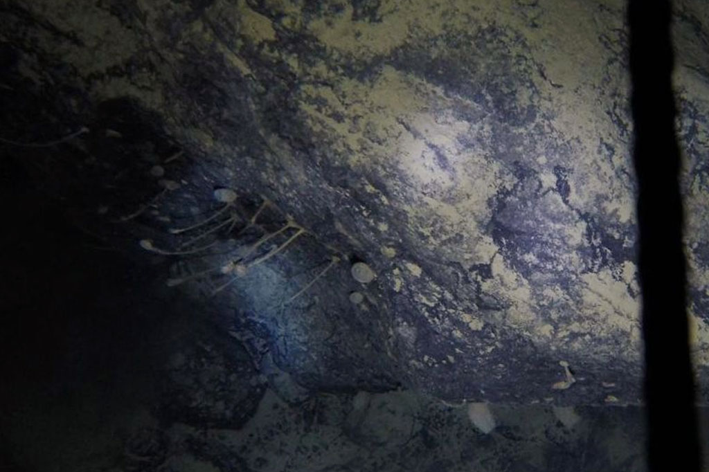 Espécies desconhecidas são encontradas vivendo sob plataforma de gelo na Antártida