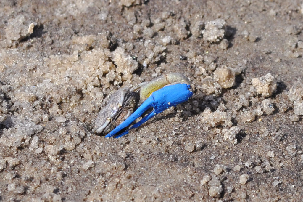 Foto de um caranguejo com a garra azul.