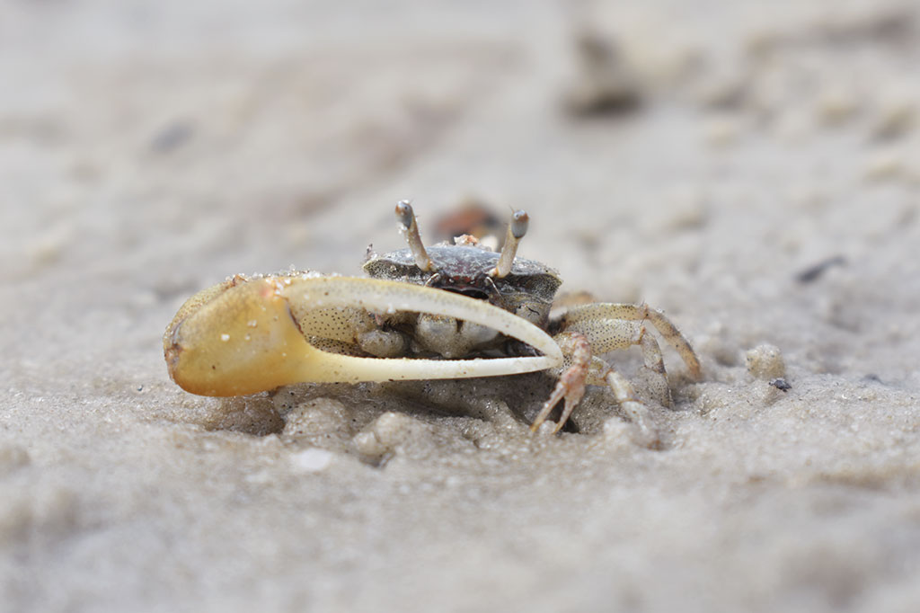 Foto frontal de um caranguejo.