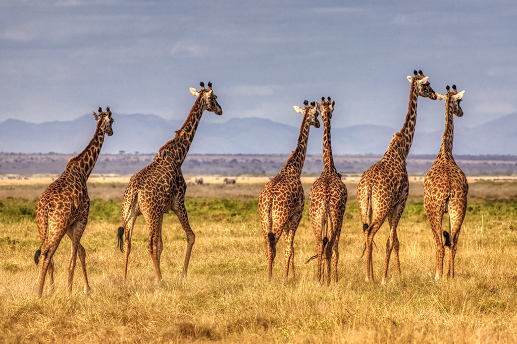Grupo de 6 girafas olhando para o horizonte.