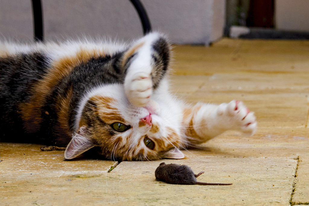 Gato deitado de barriga pra cima no chão, brincando com um ratinho.