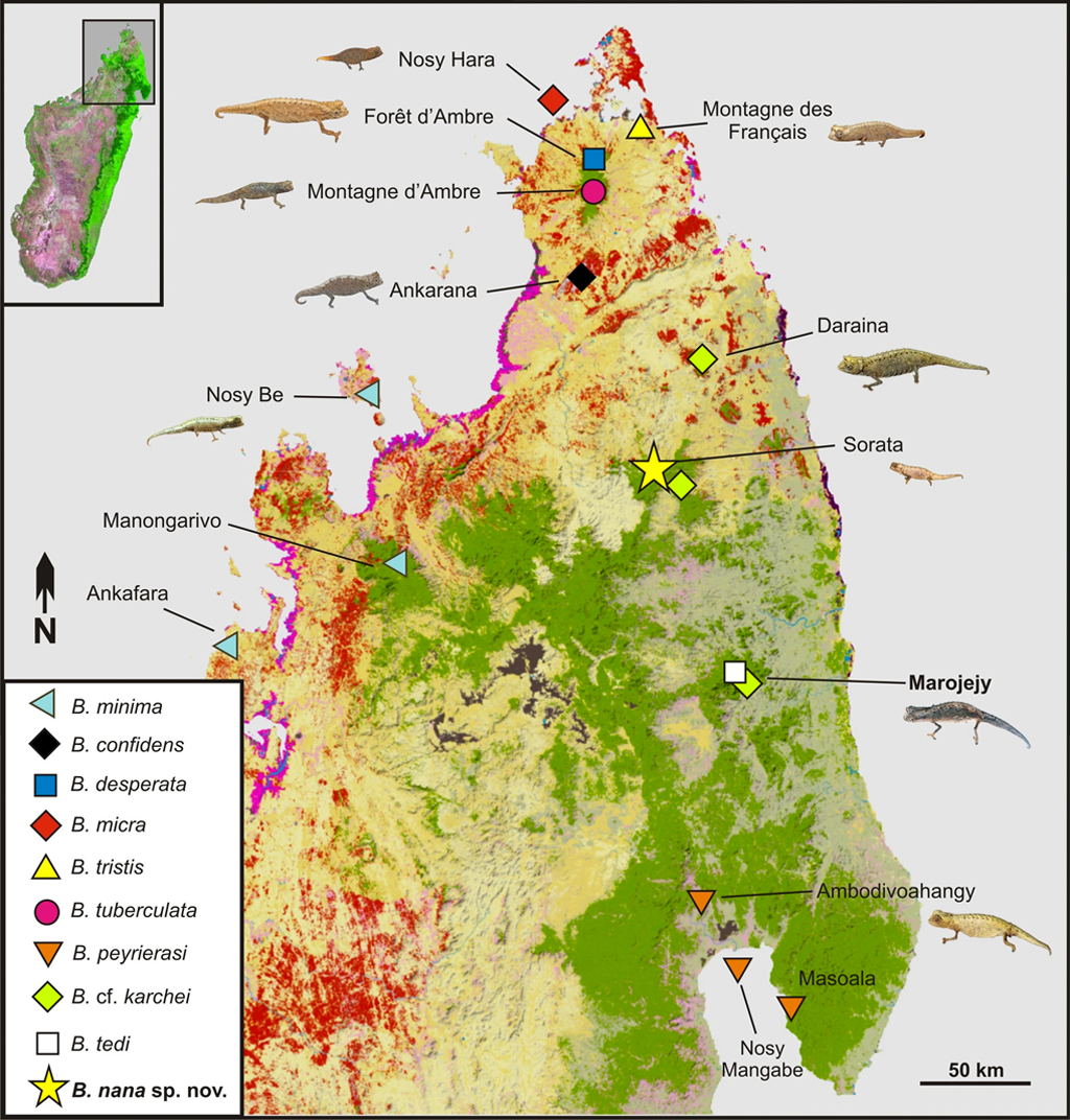 Mapa do norte de Madagascar, mostrando a distribuição de espécies do subgênero Evoluticauda (conhecido como grupo Brookesia minima ) nesta região.
