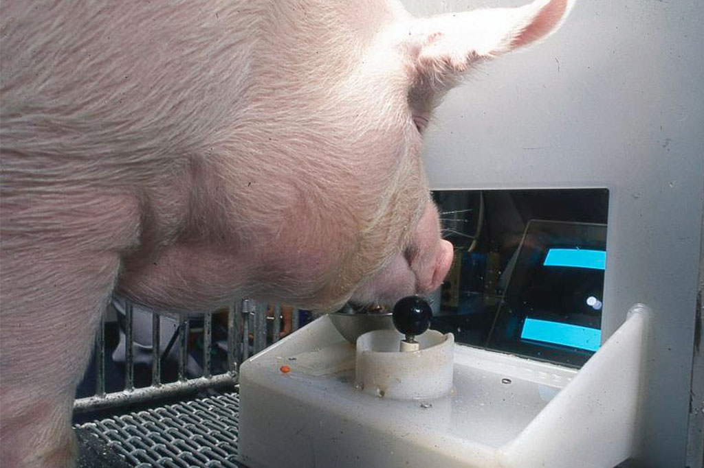 Foto de um porco de frente para uma tela e um joystick.