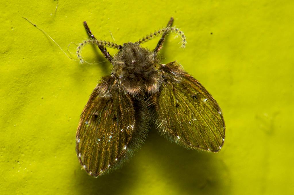Bzzzzzz mosca de banheiro