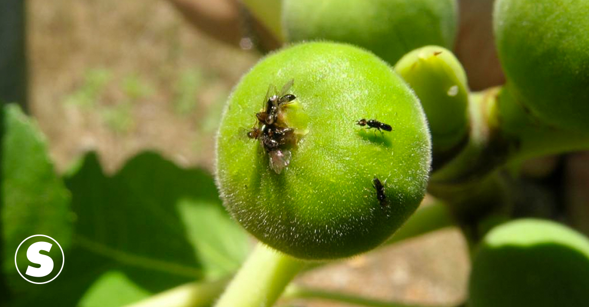 Tem inseto dentro do figo?