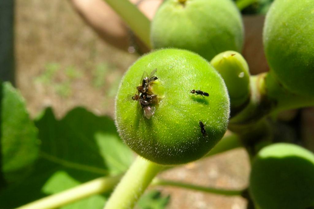 Vespas Blastophaga psenes entrando pela abertura do figo em Ficus carica.